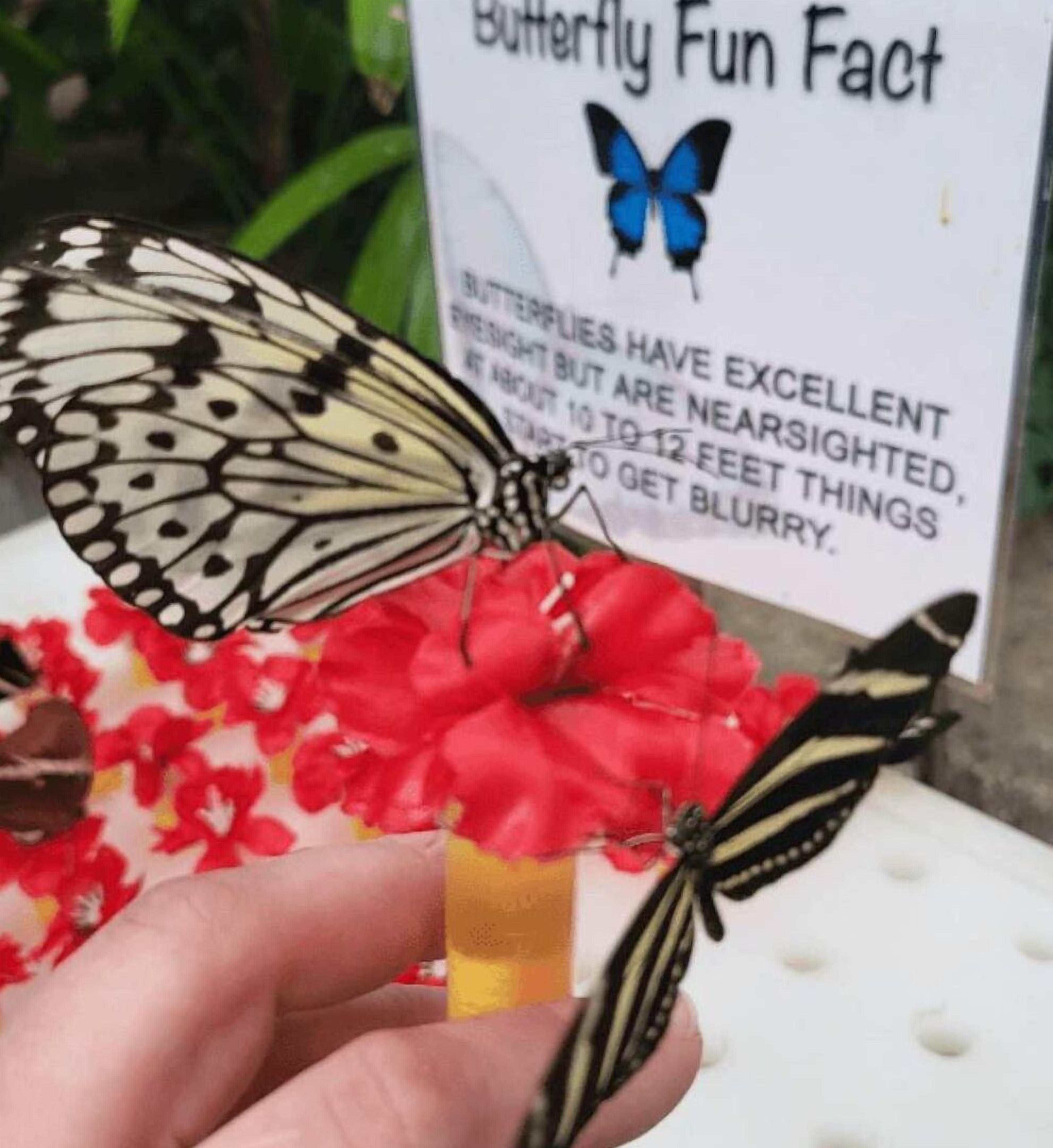 A hand holding two butterflies with a sign in the background that reads "Butterfly Fun Fact" and provides information about butterflies' eyesight.