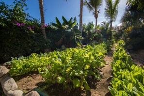 A garden with various plants and trees, including a banana tree and a palm tree.