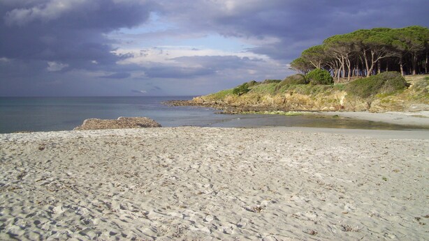 Une plage au terrain rocheux, avec une mer calme et une rangée d’arbres sur la droite.