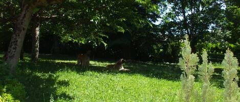 Property grounds
