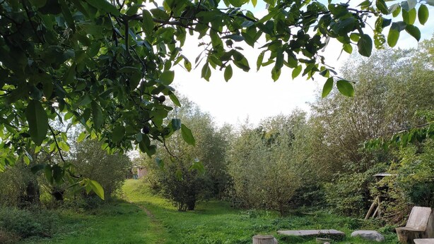 Een tuin met een gazen pad, stenen bankjes en diverse struiken.