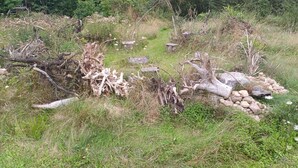 Een natuurlijke buitenruimte met begroeide vegetatie, gevallen takken en een stapel rotsen.