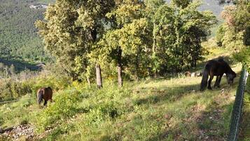 A natural landscape with a horse grazing near a fence, surrounded by trees and a hilly backdrop.