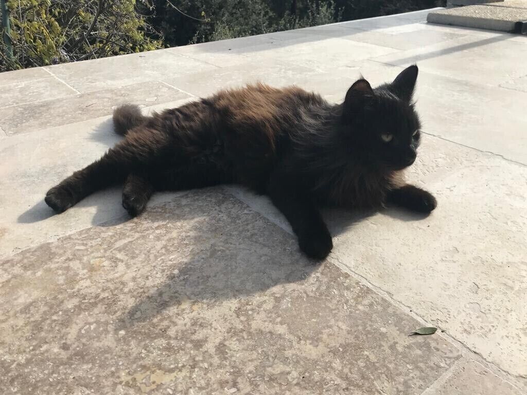 A cat lying on a flat, tiled surface outdoors.