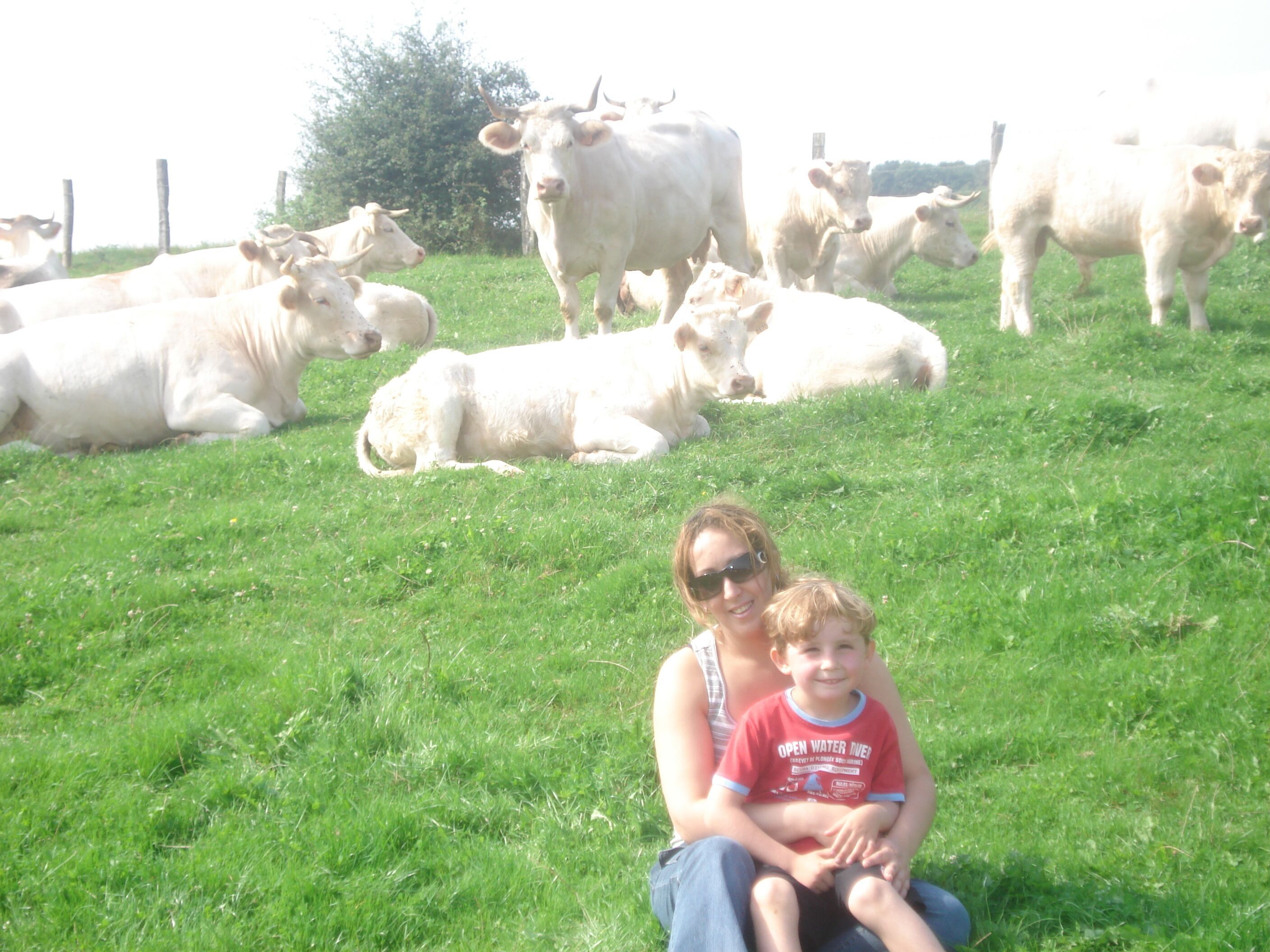 Iemand zit op het gras, met koeien op de achtergrond.
