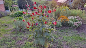 Un jardin avec des fleurs rouges, une structure en bois et un coucher de soleil en arrière-plan.
