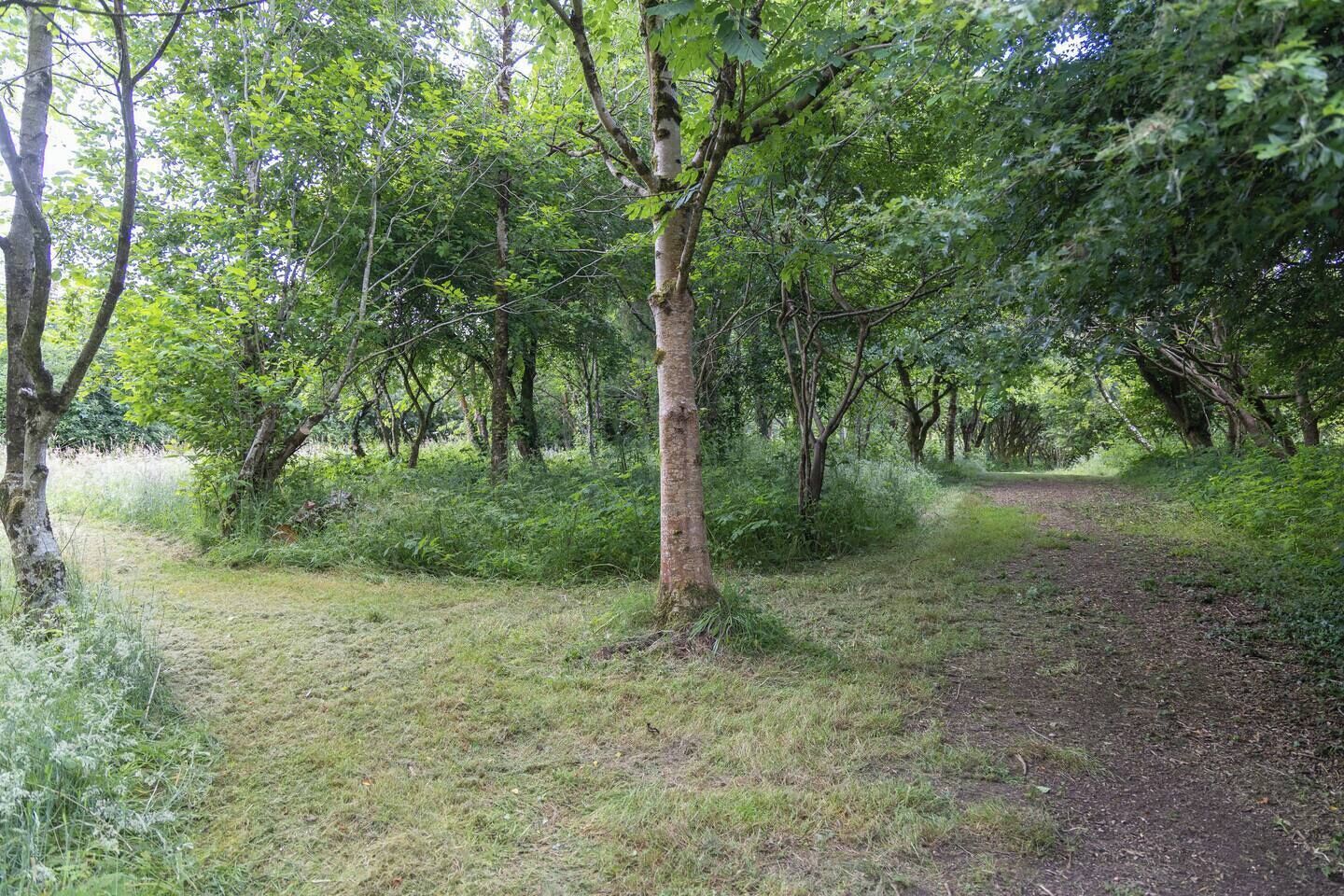 A forested area with a dirt path.