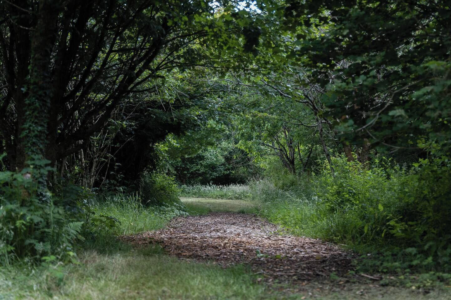 A forested path with dense trees and undergrowth.