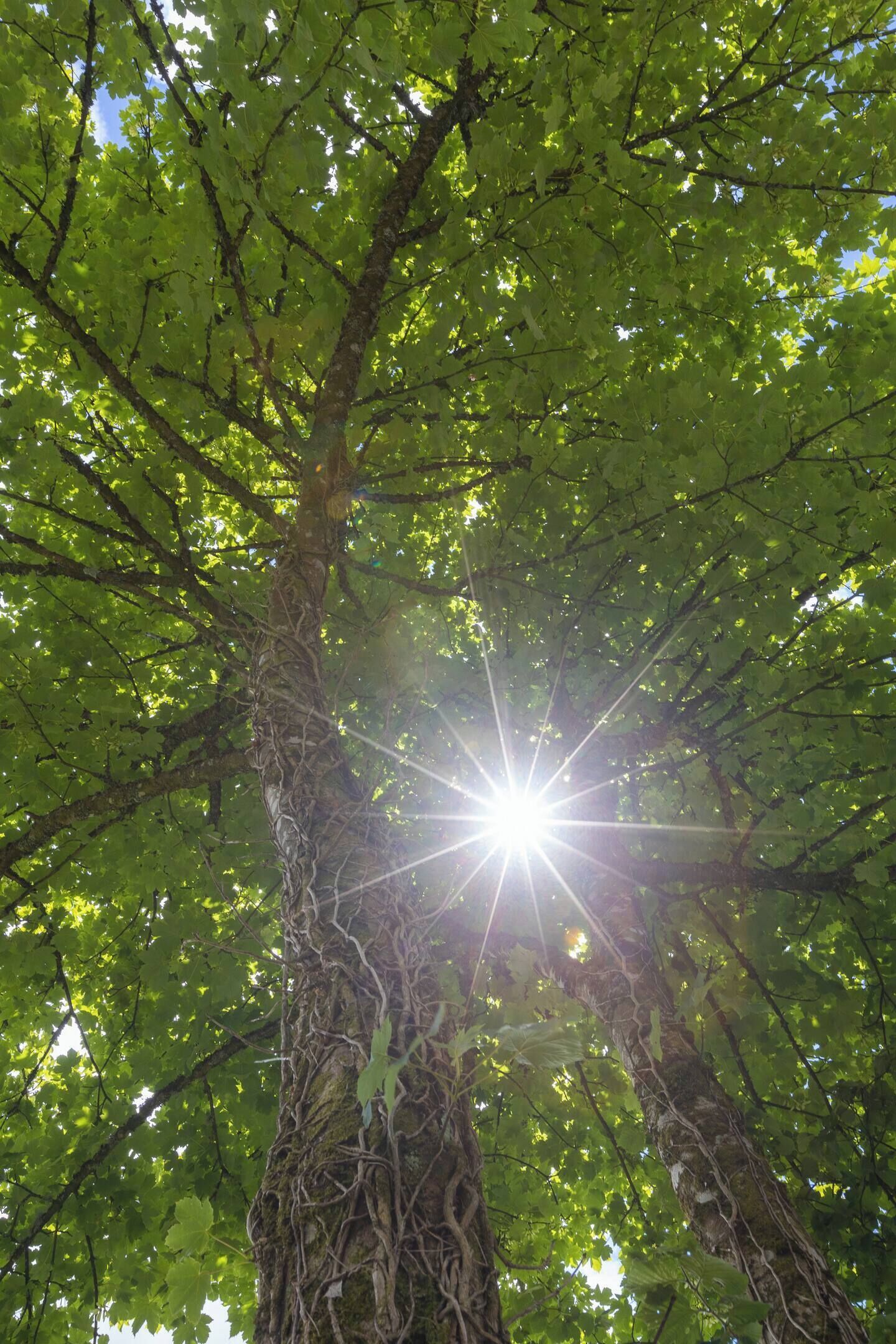 A tree with sunlight filtering through its leaves.