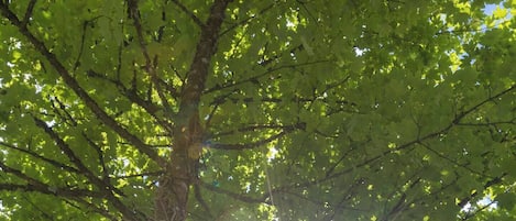 A tree with sunlight filtering through its leaves.