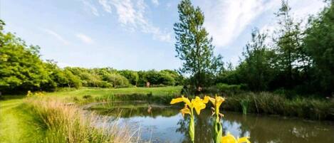 A pond with yellow flowers in the foreground, surrounded by lush greenery and trees.
