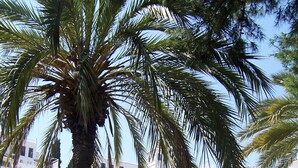 Eine Küstenstadt mit weißen Gebäuden, einer Palme und einem kleinen Wasserspiel.