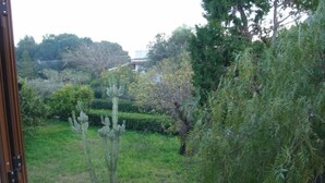 Ein Garten mit verschiedenen Pflanzen und Bäumen, darunter ein markanter Kaktus.