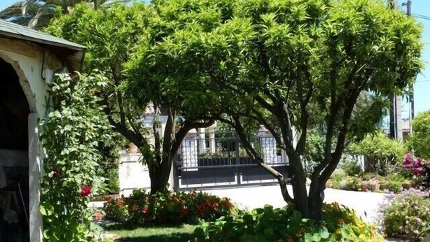 Un jardin avec un sentier, un arbre et un bâtiment en arrière-plan.