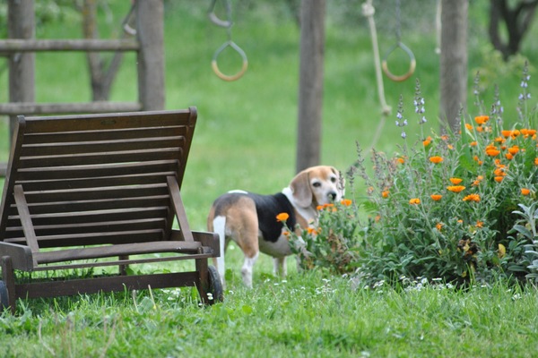 Sie werden Liegestühle zu Ihrer Verfügung und Cleo finden Sie Unternehmen halten, wenn Sie es mögen