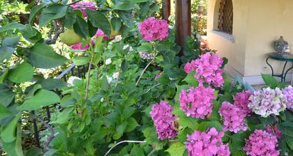 Villa Mocarello - die Olive Tree -