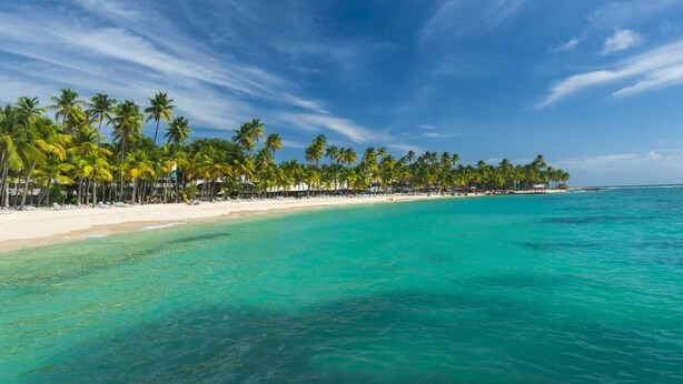 A beach with a row of palm trees and a sandy shore. - Locastudio "Pomme Kanel (Sainte-Anne)