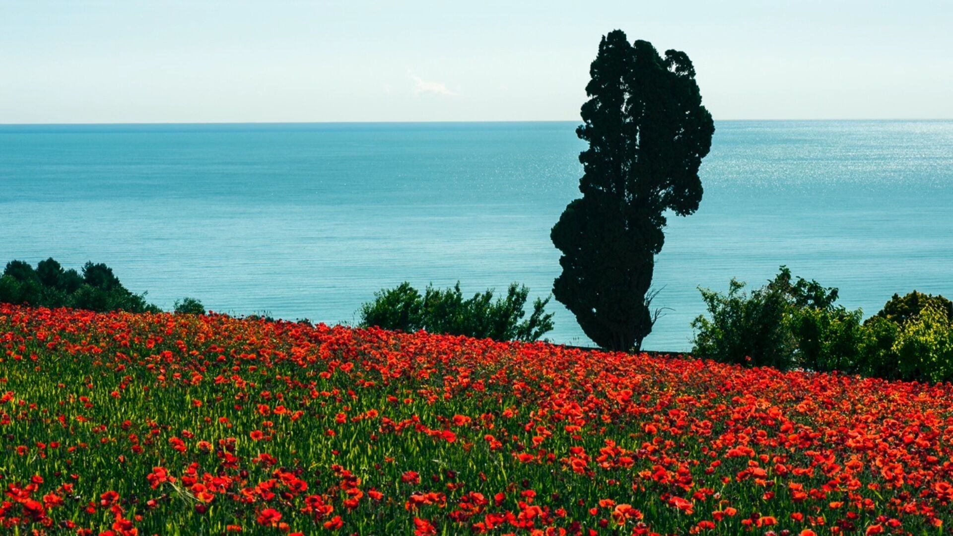 A field of red poppies with a tall tree in the background and a body of water.