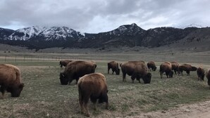 A herd of cattle grazing in a grassy field with mountains in the background. - ~New~ Yellowstone Rock Studio (Gardiner)