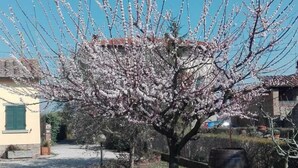 A gravel path leading to a row of trees with pink blossoms, a lamp post, and a building with a red roof in the background. - House in the Cortona countryside. Romantic Little House (Fratticciola)