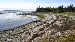 A rocky shoreline with a forested area in the background. - Tranquil oceanfront cottage on Wohoa Bay (Addison)