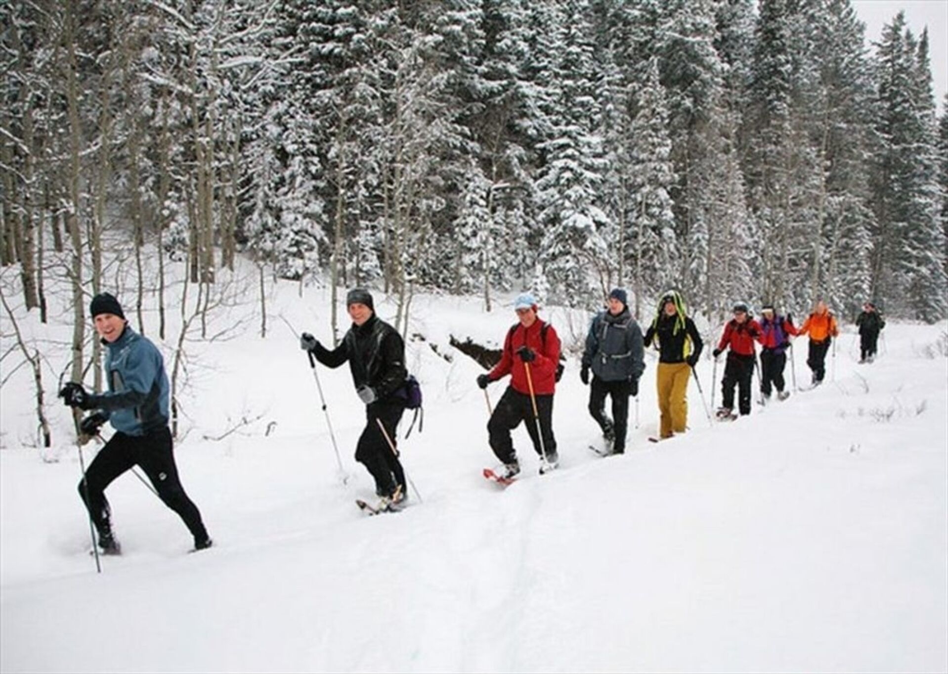 A group of people cross-country skiing in a snowy forest.