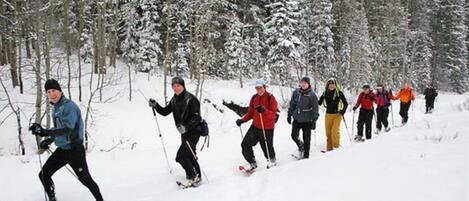 A group of people cross-country skiing in a snowy forest.