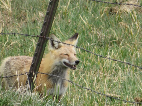 A fox lying in tall grass near a barbed wire fence.