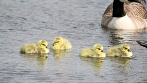 A duck swimming with four ducklings. - Elm Cottage, Purpose Built Wheelchair Friendly Cottage (Truro)