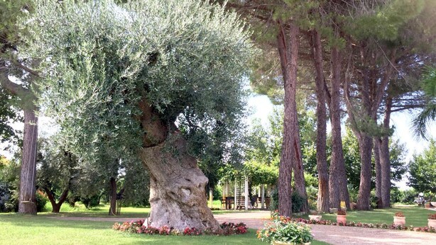 A large tree with a thick trunk and dense foliage in a well-maintained garden with a paved path and flower beds.