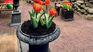 A garden with potted tulips, a stone wall, and a blue house with a flag. - Cozy designer Cottage on private historic estate-near NYC-Oasis in Metropolis (West Caldwell)