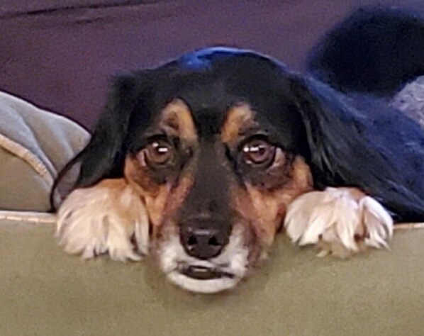 Un chien allongé sur un canapé.