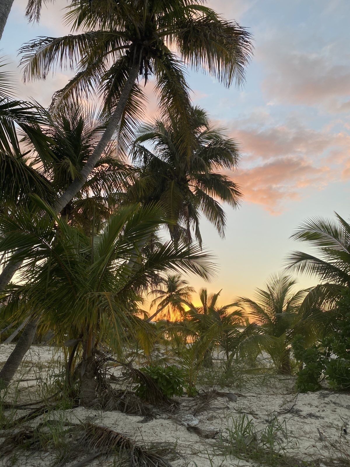 Een strand met palmbomen en een ondergaande zon.