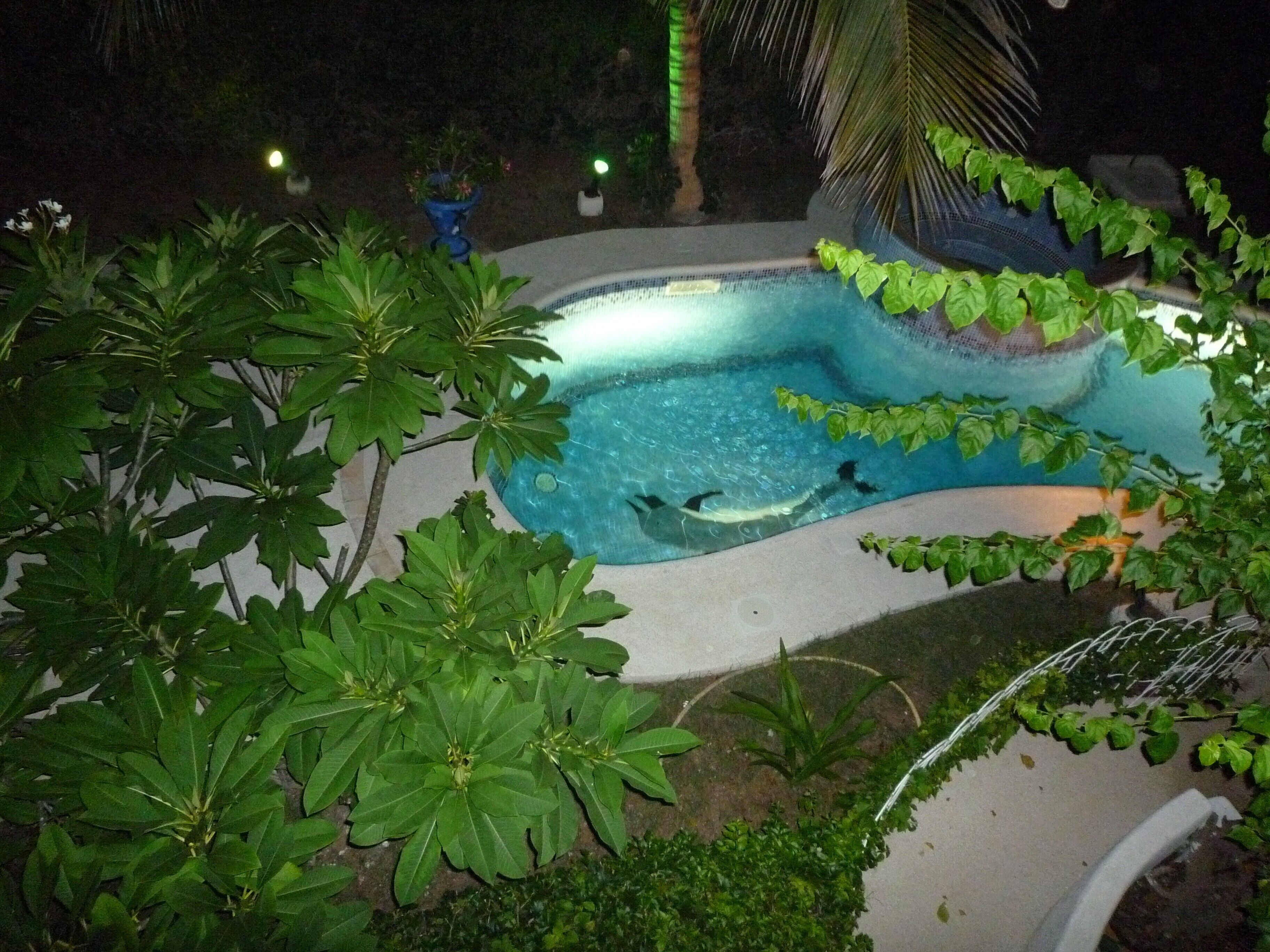 Piscine extérieure, piscine à débordement