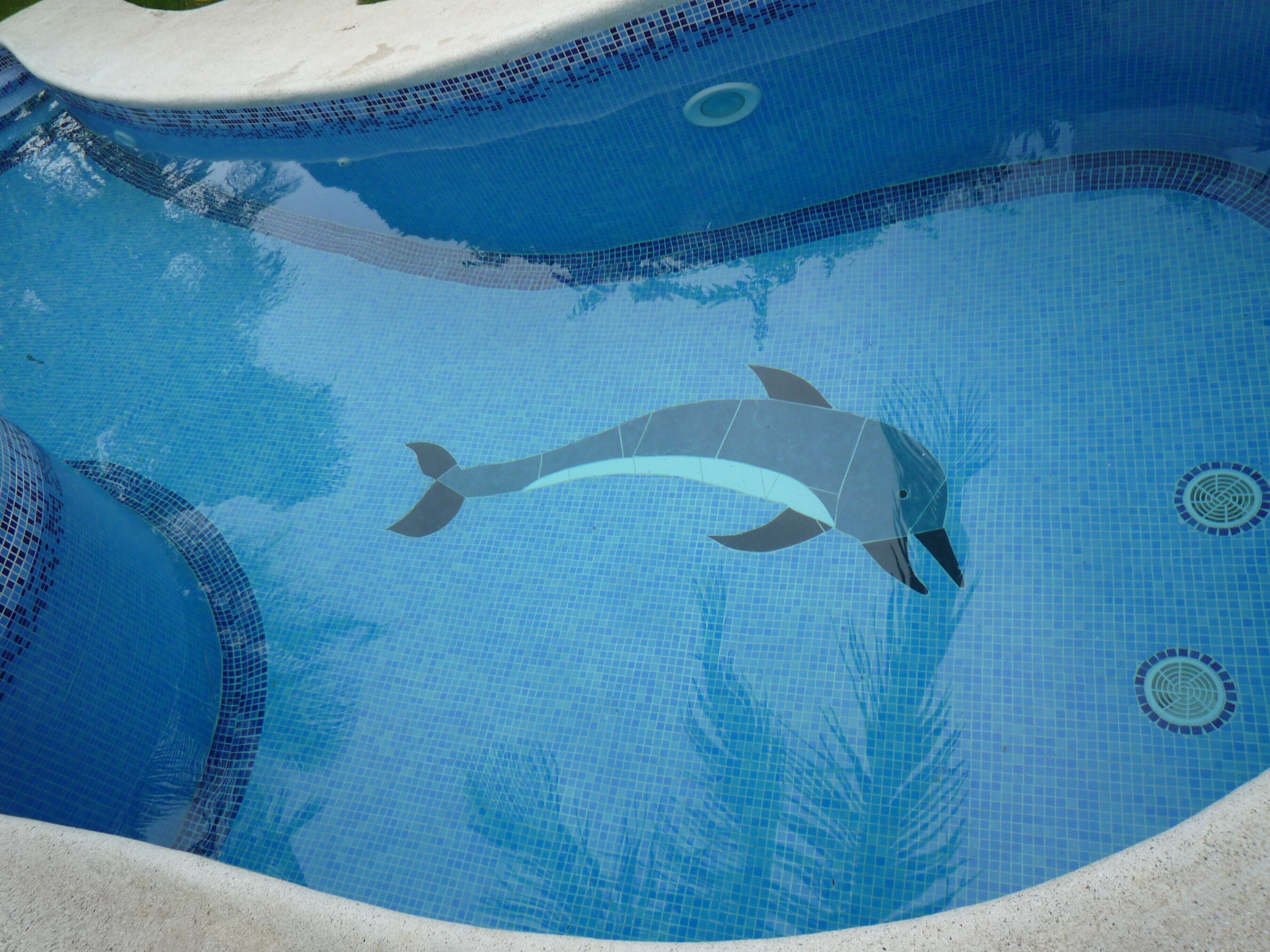 A swimming pool with a dolphin mosaic design.