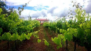 A vineyard with rows of grapevines leading to a house with a red roof. - Il Poggio dell'Artilla, an oasis of peace to relax and regenerate (castiglione in teverina  (VT) Lazio)