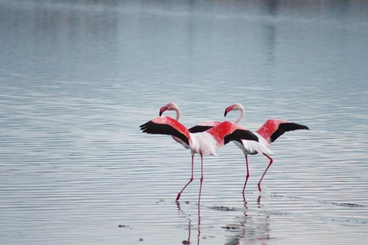 Imagen de perfil del propietario o de la propietaria