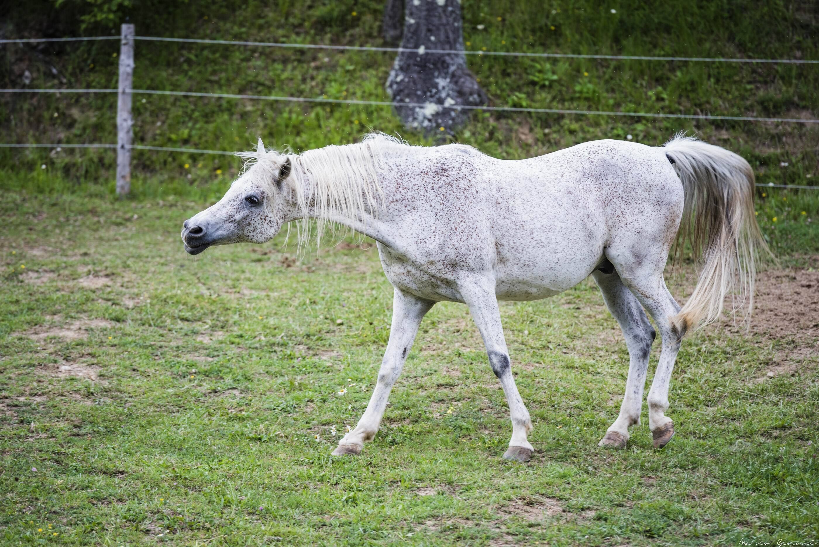 A white horse with a long mane and tail walking in a grassy field.