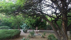 Um jardim com cactos, uma fonte e diversas árvores.