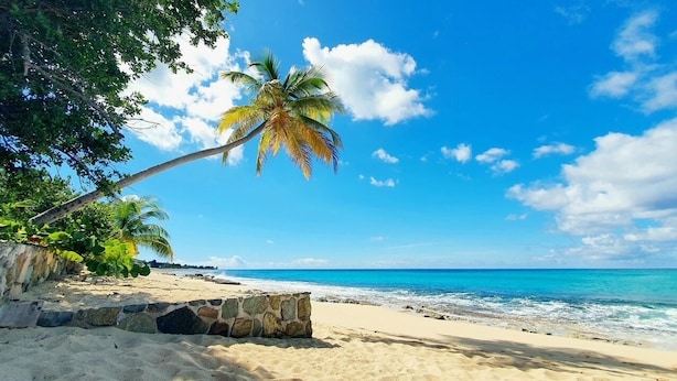 Una playa con agua azul cristalina, una palmera y un muro de piedra.
