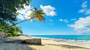 Una playa con agua azul cristalina, una palmera y un muro de piedra.