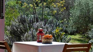 Mesa al aire libre con una cesta y un farol, rodeada de abundante follaje y plantas en flor.