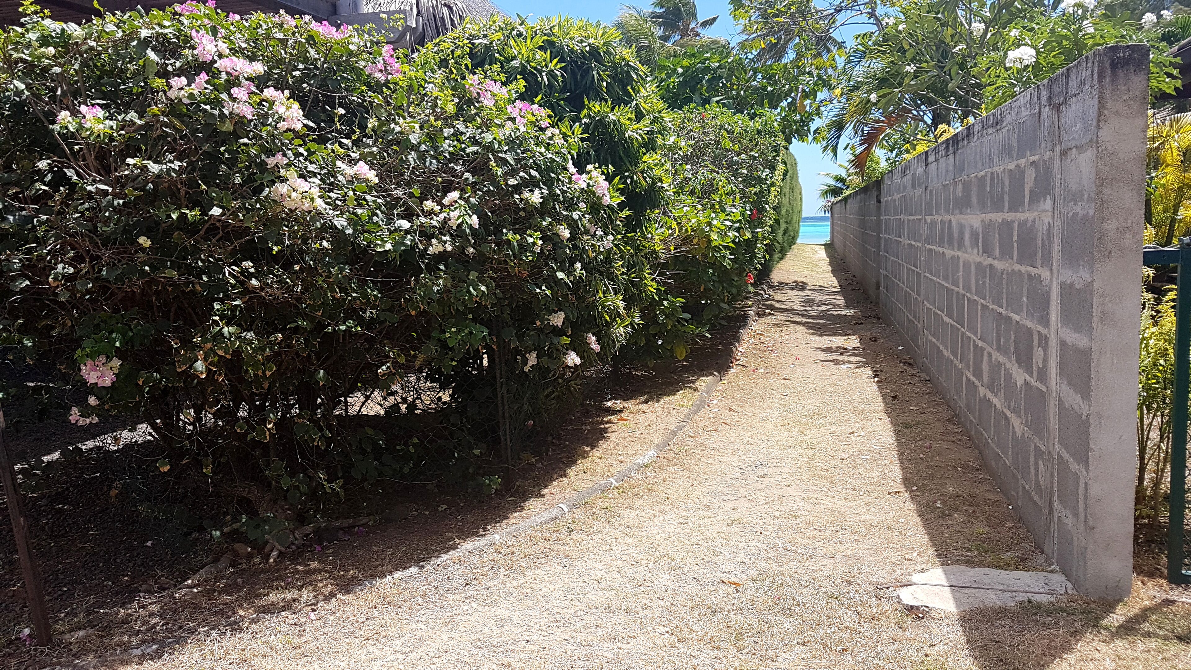 A pathway flanked by dense shrubbery and a concrete wall.