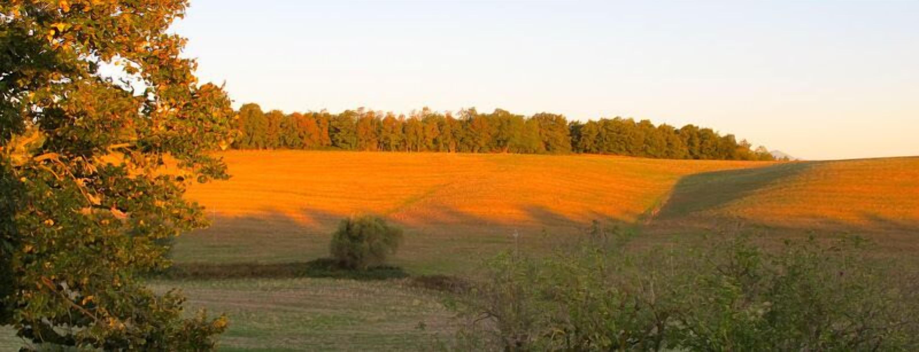 A field with a tree in the foreground and a forest in the background.