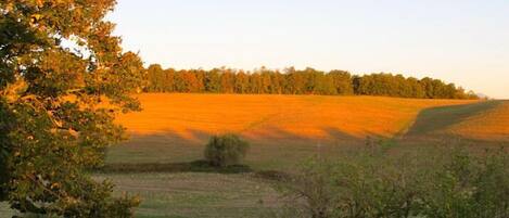 A field with a tree in the foreground and a forest in the background.