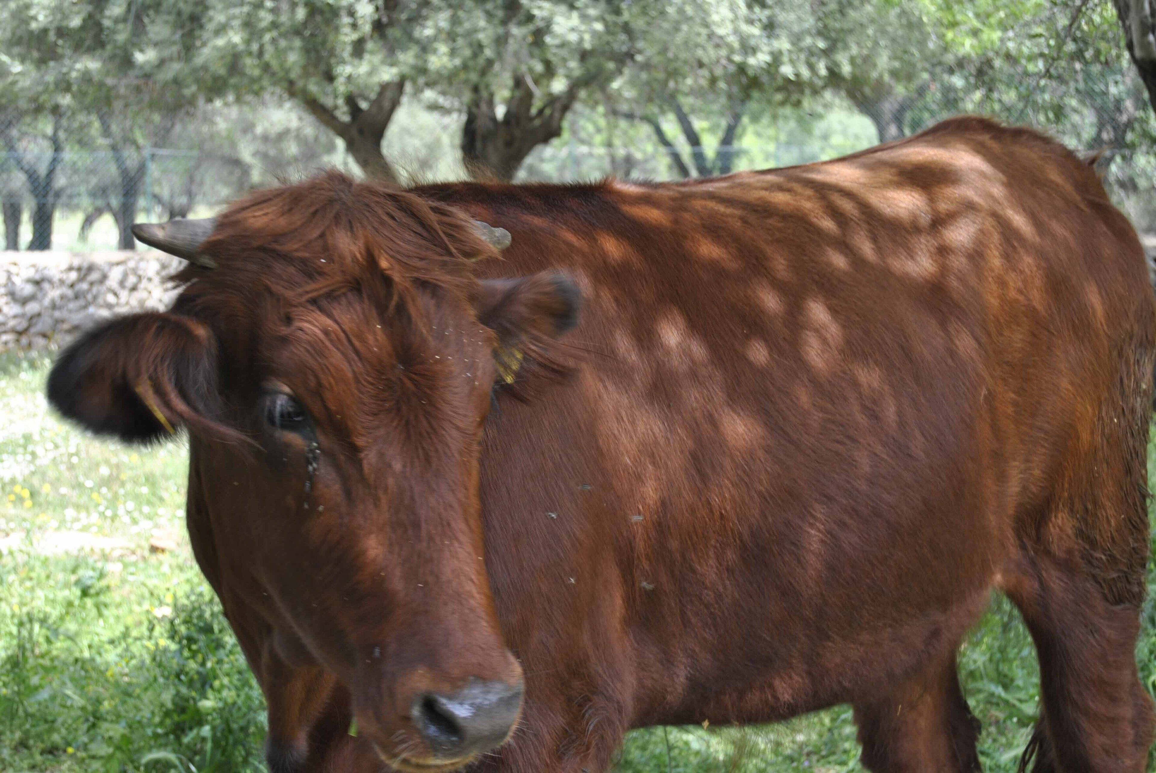 Une vache brune se tient dans un champ herbeux, avec des arbres en arrière-plan.