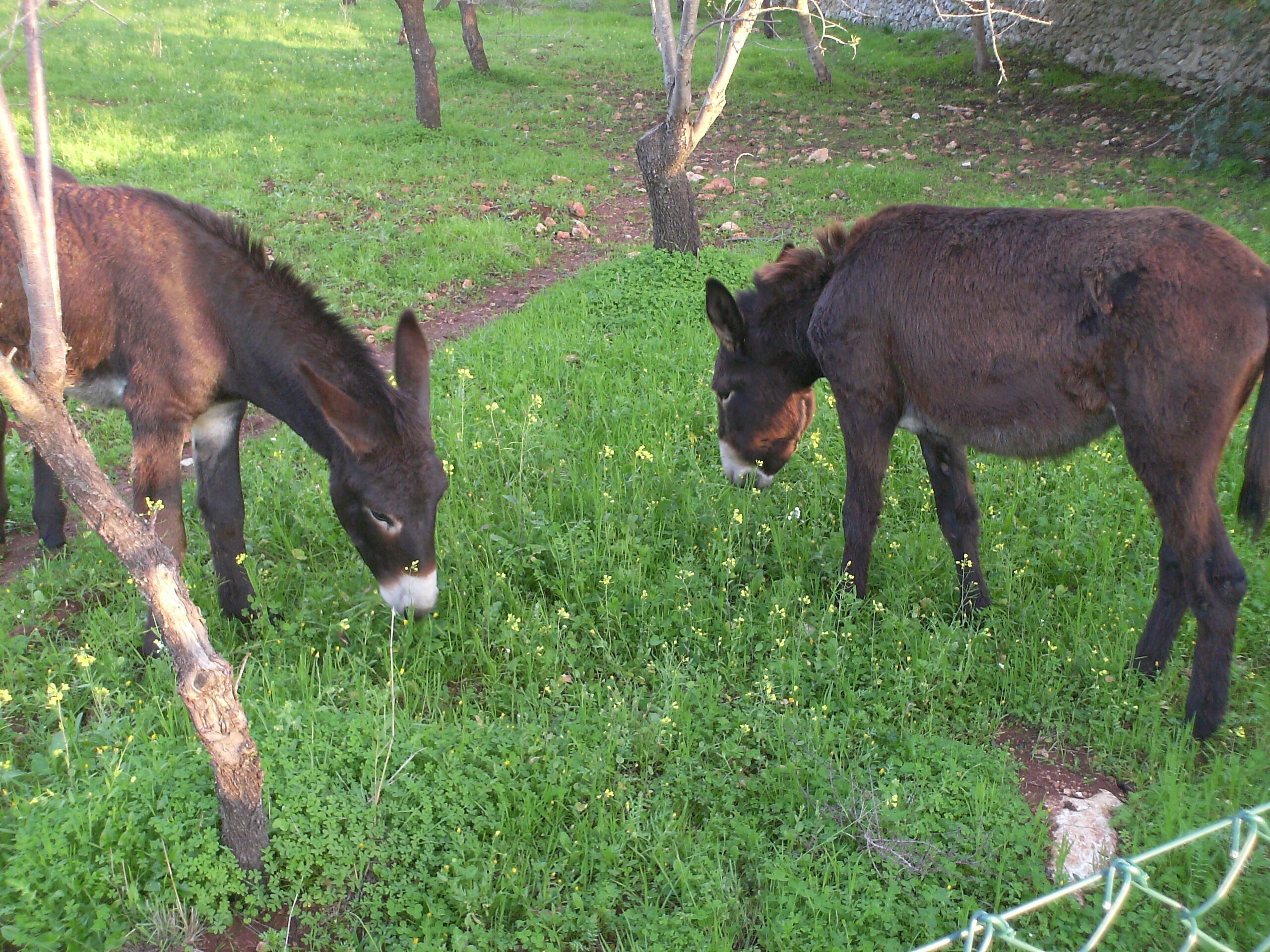 Two donkeys grazing in a grassy area with trees and a stone wall in the background.