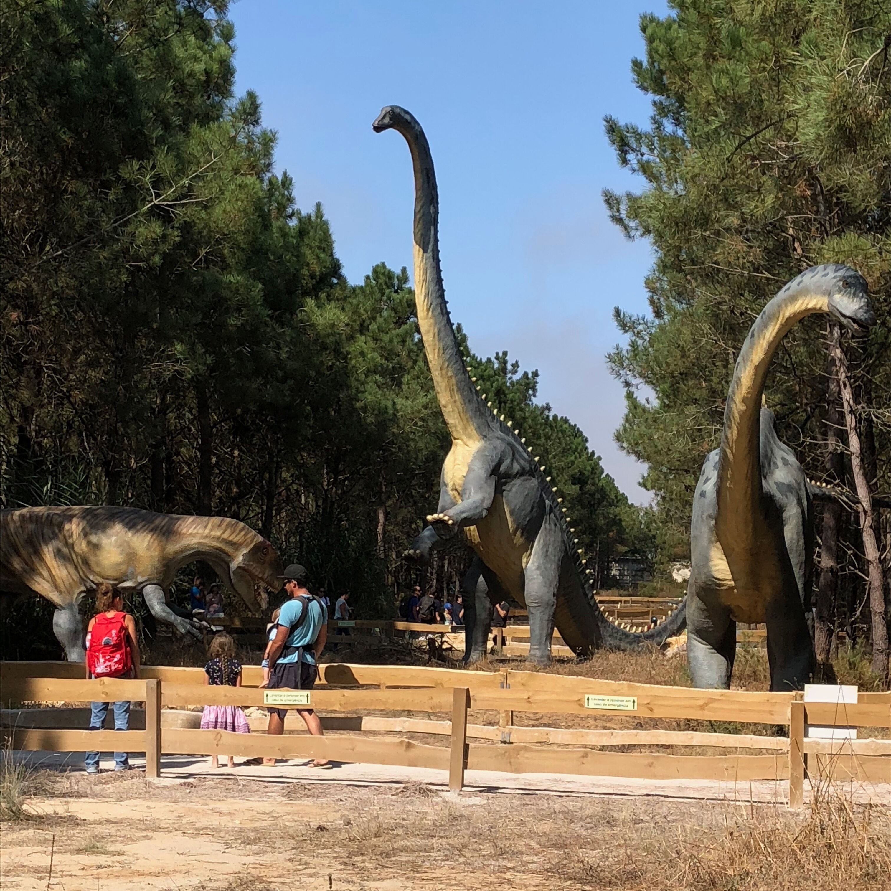 A dinosaur exhibit with large models of sauropods, a wooden fence, and visitors observing the displays.