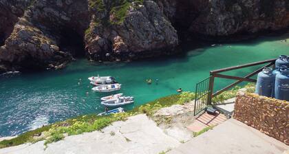 Domaine Terra Luso Camelia