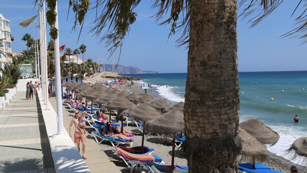 Una playa con tumbonas, sombrillas y una palmera.